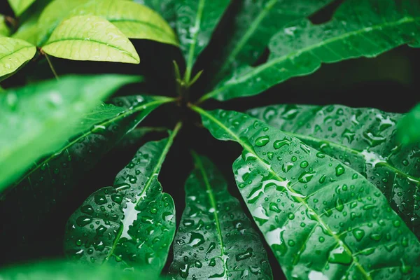 Folha Verde Com Gota Água Jardim — Fotografia de Stock