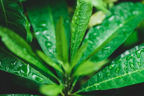 Bahçede su damlası olan yeşil yaprak