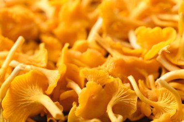 Edible orange mushroom, Organic food ingredients in seasonal