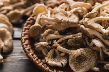 Fresh edible mushroom (Lentinus squarrosulus) in basket, Organic food ingredients in seasonal