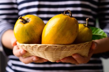 Canistel fruit or Eggfruit in basket holding by woman hand, Tropical fruit