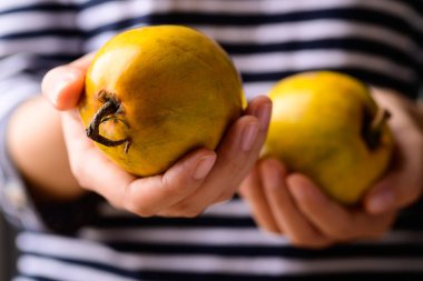 Canistel fruit or Eggfruit holding by woman hand, Tropical fruit
