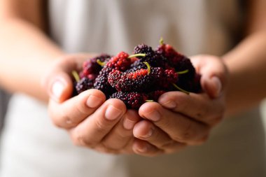 Fresh mulberry fruit in hand, Healthy tropical fruit