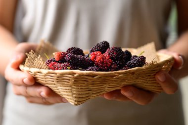 Sepette taze dut meyvesi, elinde sağlıklı tropik meyve.