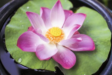 Water Lily Thailand clipart