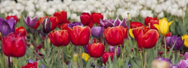 Lale çiçek güzelliği