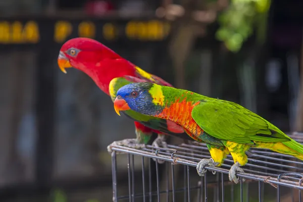 Papegojor — Stockfoto