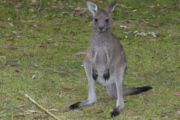 Jervis bay national park - kangoeroe — Stockfoto