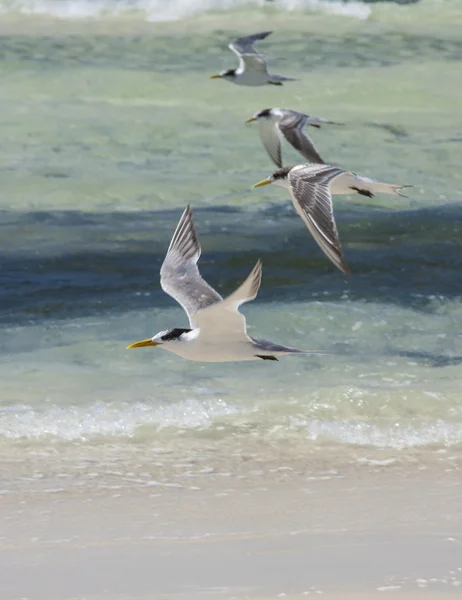 Gaviotas marinas en Jervis Bay — Foto de Stock