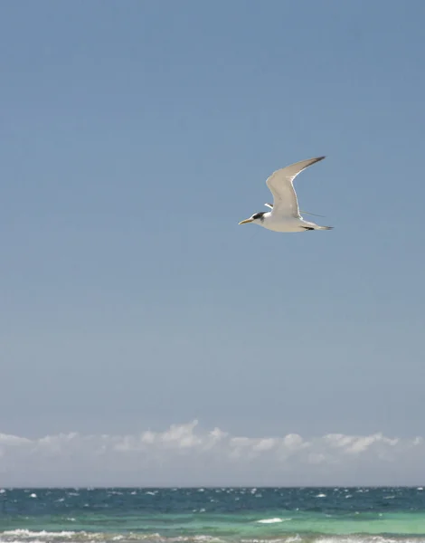Sea Gulls in Jervis Bay — Stock Photo, Image