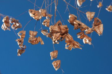 Pitch mavi gökyüzü ile yapraklar