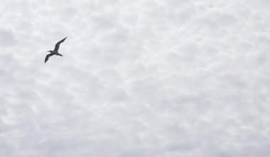 Martılar Avustralya