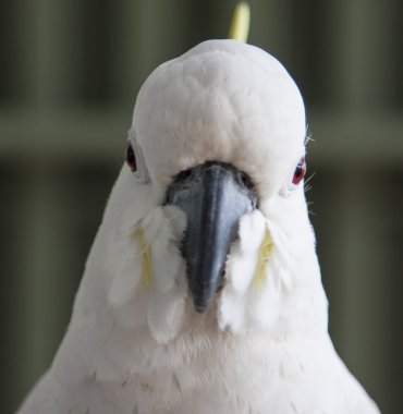 Kakadu kakatua