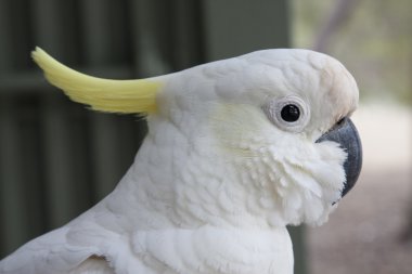 Kakadu kakatua