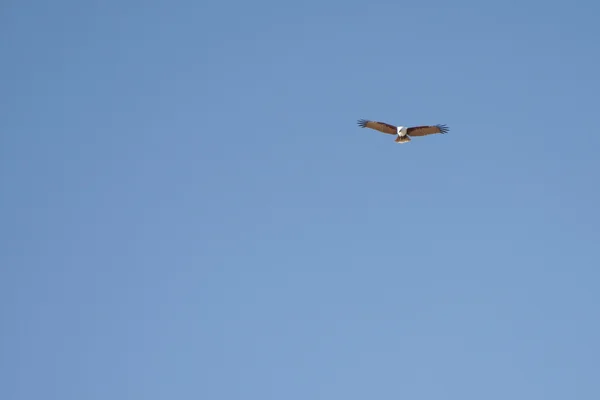 SEAGULLs Australia — Stok Foto