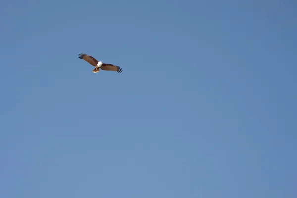 SEAGULLs Australia — Stok Foto