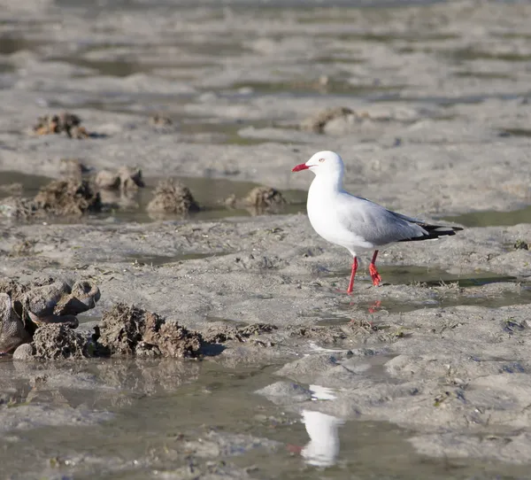 SEAGULLE Australia — Foto Stock