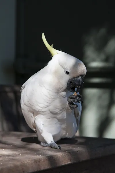 Kakatoe kakatua — Stockfoto