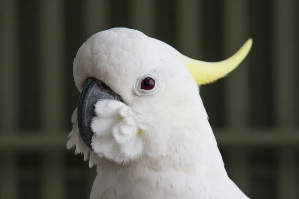 Cacatua kakatua — Foto Stock