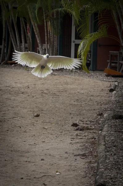 Cockatoo KAKATUA — Stock Photo, Image