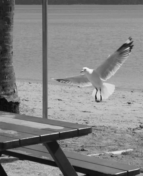 Las gaviotas australia — Foto de Stock