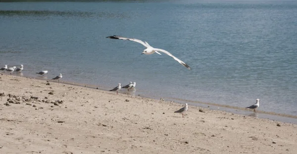 Las gaviotas australia — Foto de Stock