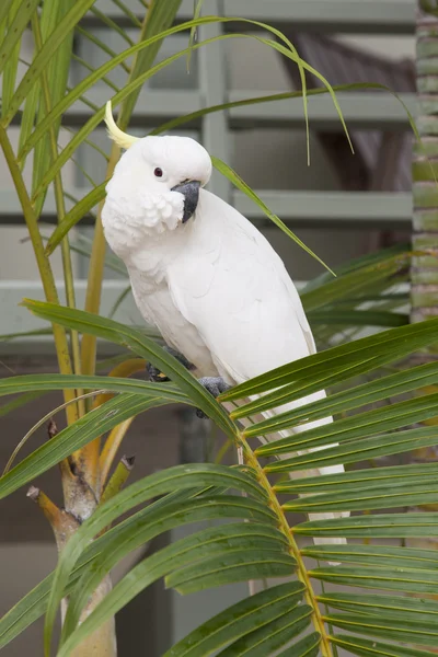 SEAGULL Australie — Photo