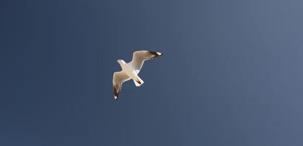 海鸥澳大利亚 — 图库照片