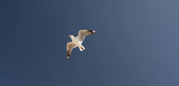 Möwen Australien — Stockfoto