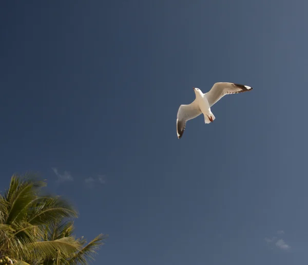 Las gaviotas australia — Foto de Stock