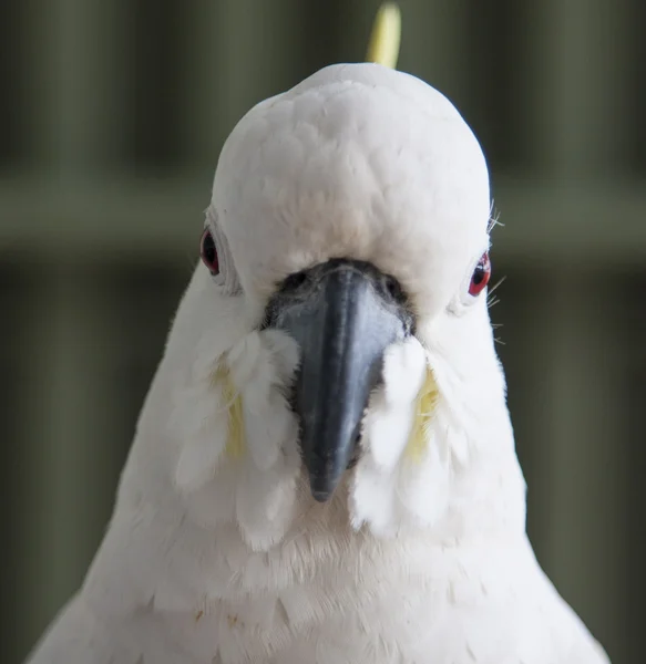 Kakadu kakatua Stockbild