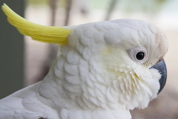 Cacatua KAKATUA Fotografias De Stock Royalty-Free