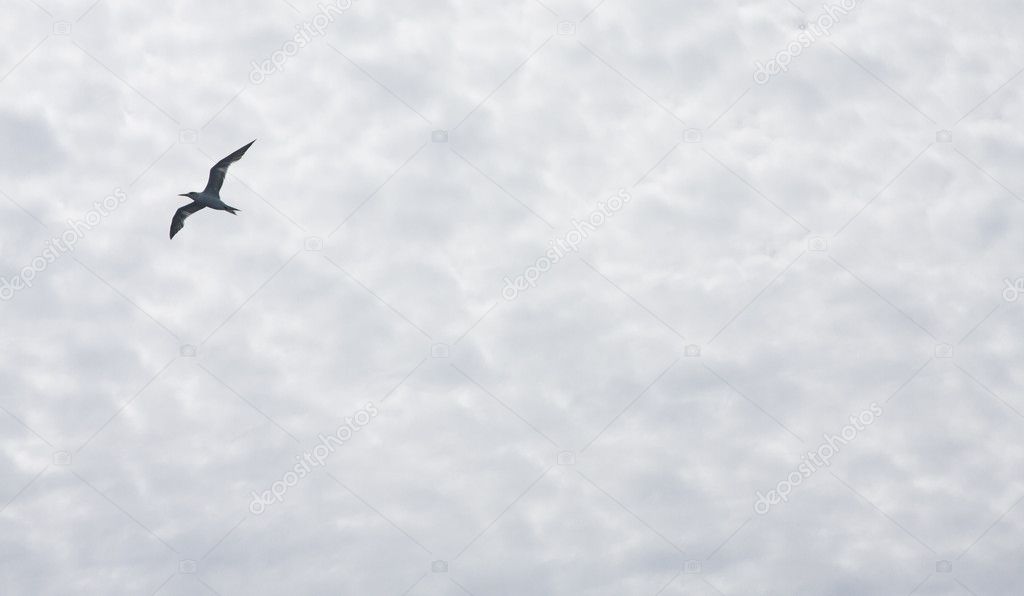 SEAGULLs Australia