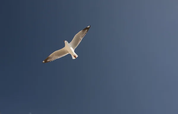 SEAGULLs Austrália — Fotografia de Stock