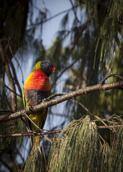 Möwen Australien — Stockfoto