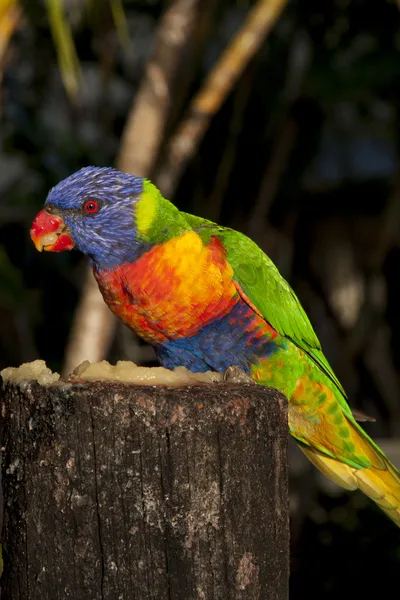 Rainbow Lorakeet — Stockfoto