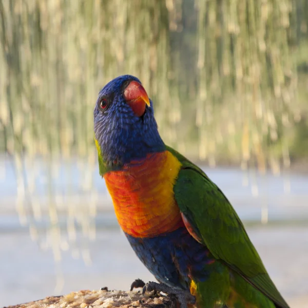 Rainbow Lorakeet Stockfoto