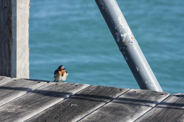 Aves — Foto de Stock