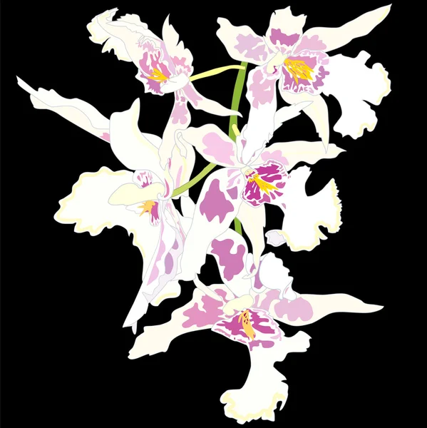 Orhid Flores —  Vetores de Stock
