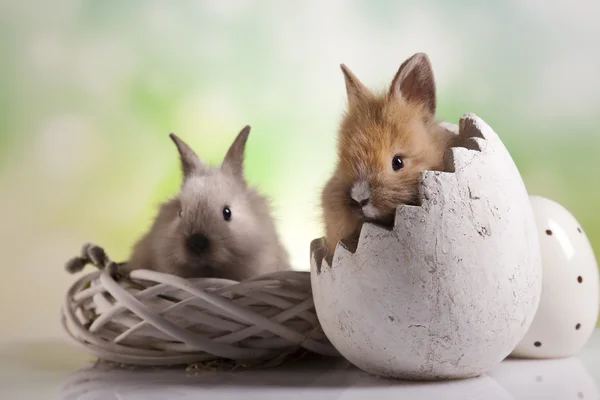 Ostereier und Hase — Stockfoto