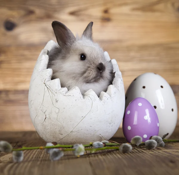 Uova di Pasqua e coniglio — Foto Stock