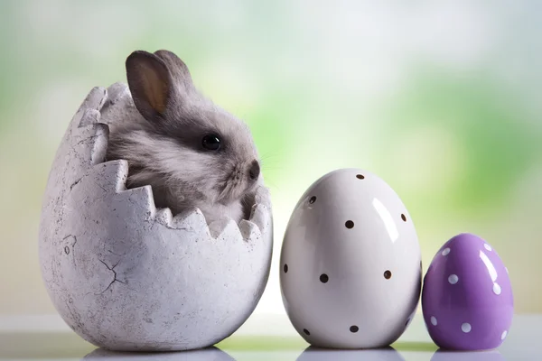 Huevos de Pascua y conejito —  Fotos de Stock