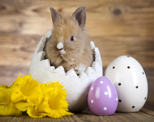 Uova di Pasqua e coniglio — Foto Stock