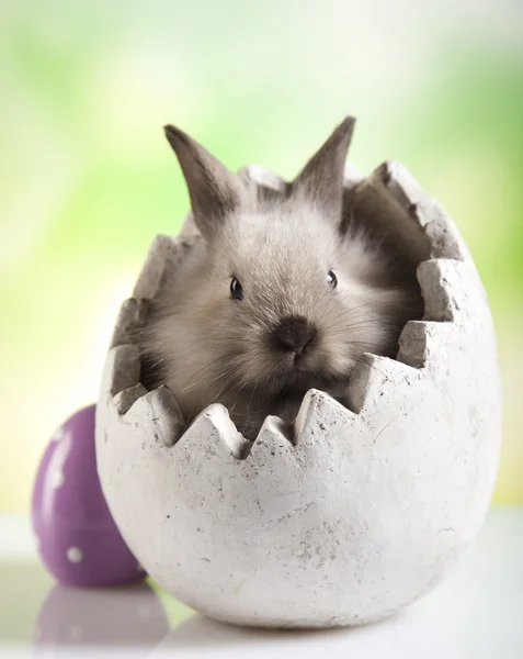 Oeufs de Pâques et lapin — Photo