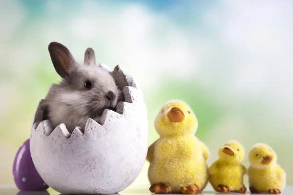 Uova di Pasqua e coniglio — Foto Stock