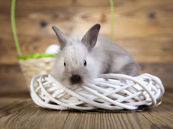 Uova di Pasqua e coniglio — Foto Stock