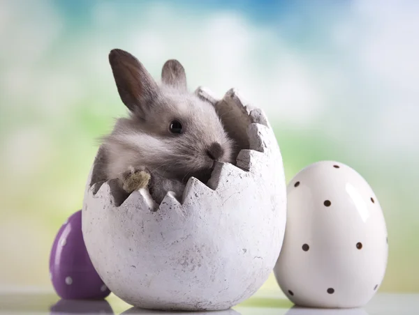 Oeufs de Pâques et lapin — Photo