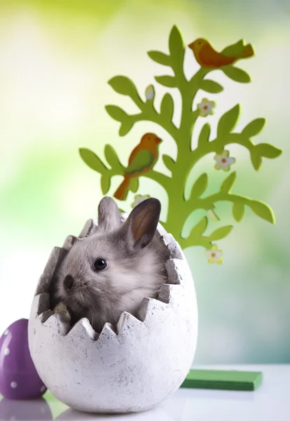 Lapin de Pâques dans l'oeuf — Photo