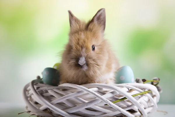 Easter eggs and bunny — Stock Photo, Image