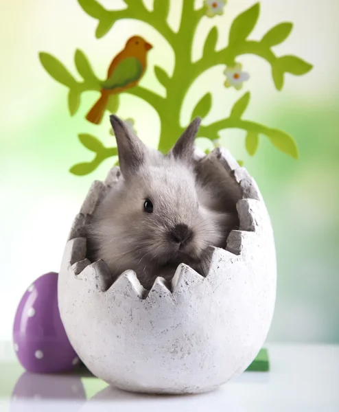 Velikonoční zajíček ve vajíčku — Stock fotografie